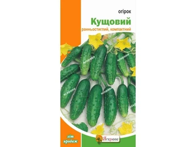 Огірок ЯСКРАВА Кущовий (20 пачок) 1г