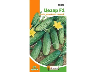 Огірок ЯСКРАВА Цезар F1 (20 пачок) 0,5г
