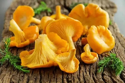 Лисички Дари Гуцульщини свіжі охолоджені (фреш) 1 кг