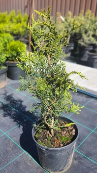 Туя западная Ауреоспиката (Aureospicata) саженец в горшке 2 л