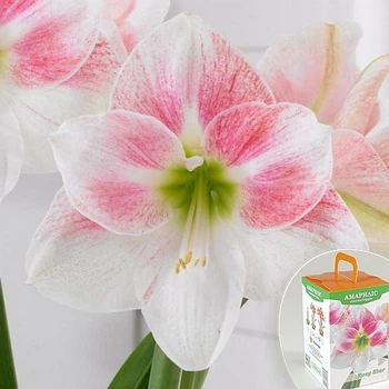 Луковицы Яскрава Гиппеаструм Rosy Star (подарочная упаковка) (41696) (1шт)