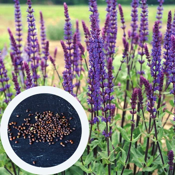 Шалфей дубравный семена (20 шт) (Salvia nemorosa) молдавский яйлинский сальвия лесная