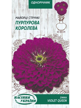 Майорці (цинія) струнки "Пурпурова корелева" ТМ "Насіння України" 0,5м.