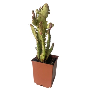 Кактус Опунція Монаканта Варіегата Вветвистая (Opuntia monacantha variegata Branched), высота растения 19 см, контейнер 7*7*9 см (s144s19)