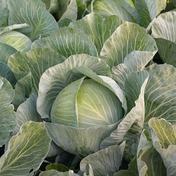 Семена капуста белокачанная Кеплер, Syngenta, 100 шт.