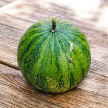 Семена Тыква эквадорская , Cucurbita ecuadorensis 5 шт/уп
