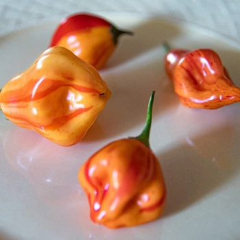 Семена Перец острый Zebrange, Capsicum baccatum 5 шт/уп