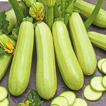 Семена Без бренду кабачка Чаклун Скороспелый зип-пакет 100г