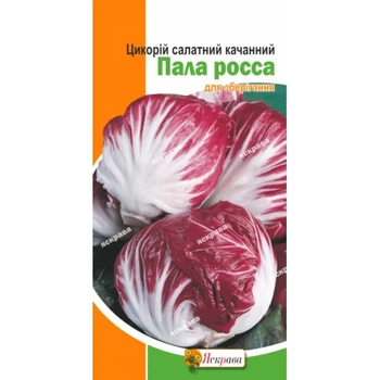 Насіння Яскрава цикорію кочаного Пала Росса 1г