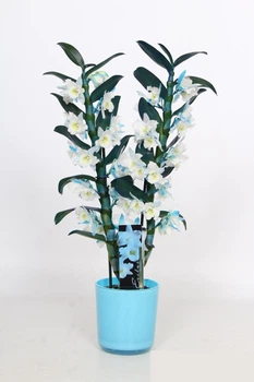ДендробиумBamboo орхидея 2 ветки makeupz blue (BXMB2) 58 дендробиум nobile StarCla - Supergreeny - арт. 00000004101