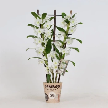 ДендробиумBamboo орхидея pure белая на bruin hekje (BX2APHB) 58 дендробиум nobileSt - Supergreeny - арт. 00000004142