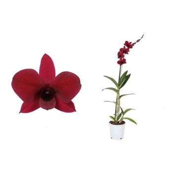 дендробиум sanook thailand bl. 1 ветка9+ (DSTB01L0CH) - Supergreeny - арт. 00000007948