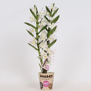 ДендробиумBamboo орхидея sweet розовая kumiko 2 ветки, 16+ tros, 5065 cm(BX2KU16) - Supergreeny - арт. 00000005007