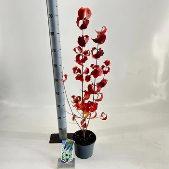 Дерен коуса Cornus kousa Chinensis 17 горщик, висота 50-60см