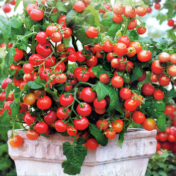 Семена Томат ампельный Gartenperle 5 шт/уп