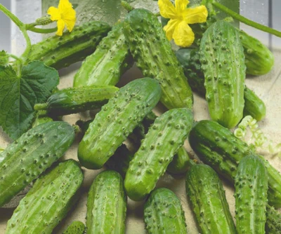 Огурец Корнишон кустовой 10 г