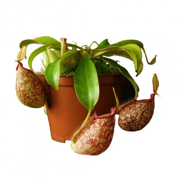 Хищное растение Непентес Хукериана AlienPlants