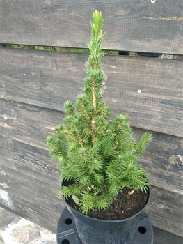 Ель Conica Glauca класична 5л