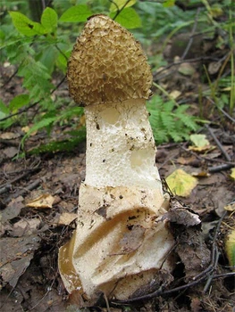Міцелій Гриба, Веселка звичайна, 10 г