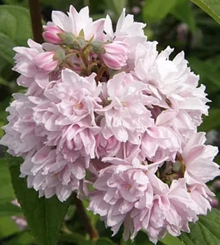 Саджанець Дейція гібридна "Pink Pom-Pom" С2(3р.)