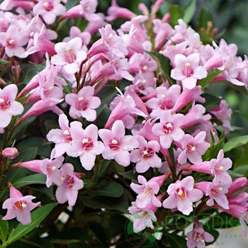 Вейгела "Pink Poppet" декоративные растения,цветы для сада