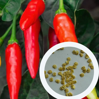 Перец острый Tabasco семена (5 шт) красный Табаско чили суперхот до 50 000 SHU