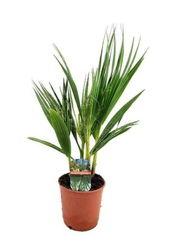 Пальма Washingtonian Robustata , горщик ⌀14, висота 50см