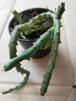 Сукуленти Орбея "растения морской звезды» стапелия пестрая, вариегота (Stapelia variegata) для флорариума