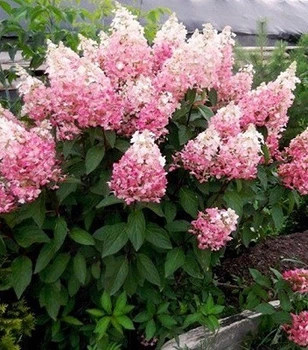 Гортензія волотиста "Pink Lady" декоративні кущі для саду,саджанці,квіти багаторічні
