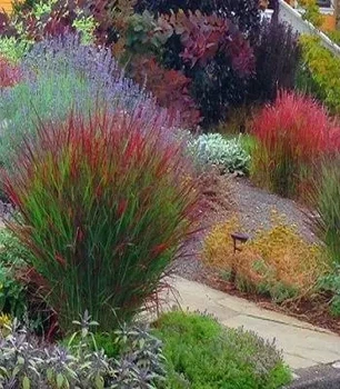 Panicum virgatum "Sangria" садовые многолетние цветы,травы
