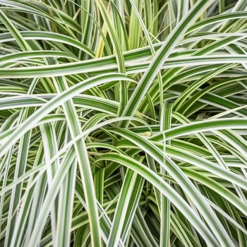 Carex "Feather Falls"саженцы,многолетние садовые цветы, рассада в горшках,растения для сада