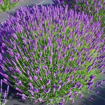 Лаванда "Hidcote" Садові квіти багаторічні
