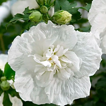 Гибискус древовидный "White Chiffon" Садовые растения, цветы многолетние, рассада, саженцы, травы