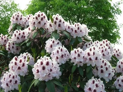 Рододендрон "Calsap" многолетники,садовые цветущие кусты