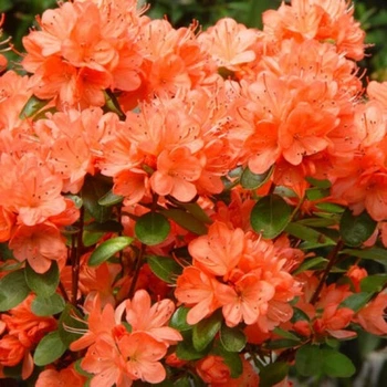 Азалия японская "Geisha Orange" С1 низкорослые садовые кустарники ,саженцы