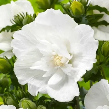 Гибискус древовидный "Flower Tower White" декоративные кусты для сада,саженцы,цветы многолетние,деревья.