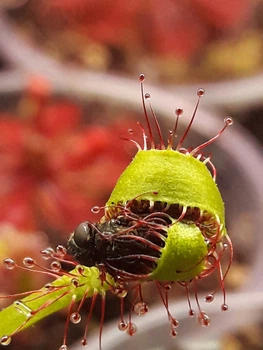 Насіння росянки Капська Drosera Capensis Rubra 20шт хижа рослина