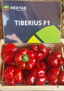 Перец Тибериус F1 Tiberius F1 семена 100 шт Hektar