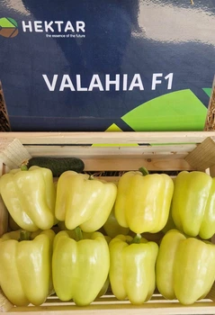 Перец Валахия F1 Valahia F1 семена 100 шт Hektar