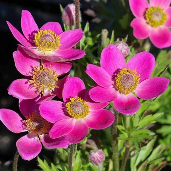 Анемона гибридная 'Spring Beauty Pink®'. Контейнер 1.5л