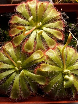 Насіння росянки Алісія Drosera Aliciae 20шт