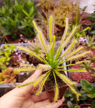 Насіння росянки Капська Drosera Capensis Alba 20шт