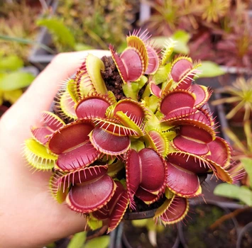 Насіння Dionaea muscipula Венерина мухоловка Хижа рослина 20шт+грунт 0.5л