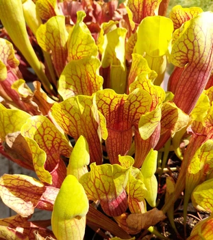 Рослина Сарраценія Вогел Sarracenia Vogel в горщику хижа рослина