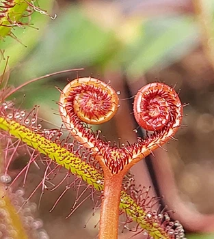 Рослина росянка Біната Drosera Binata рослина в горщику