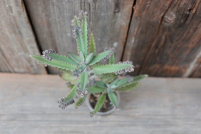 Каланхое Хоутона Kalanchoe Houghtoniii