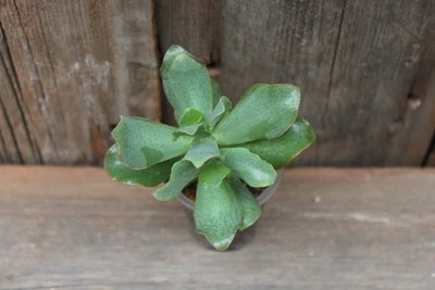 Крассула Синяя птица Crassula arborescens ssp. undulatifolia cv. Blue Bird