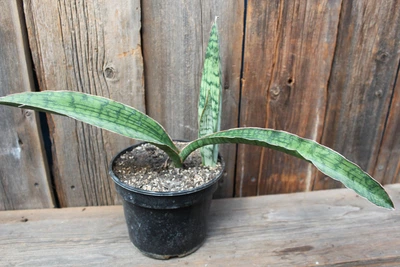 Сансевиерия Клеопатра Sansevieria Cleopatra