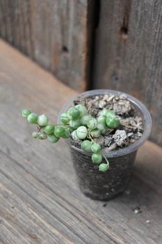 Крестовник роули вариегатный Senecio rowleyanus Variegata