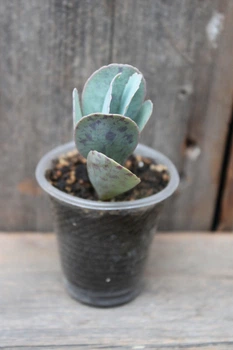 Каланхоэ мраморное Kalanchoe marmorata